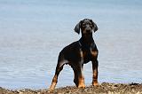 DOBERMANN 1132